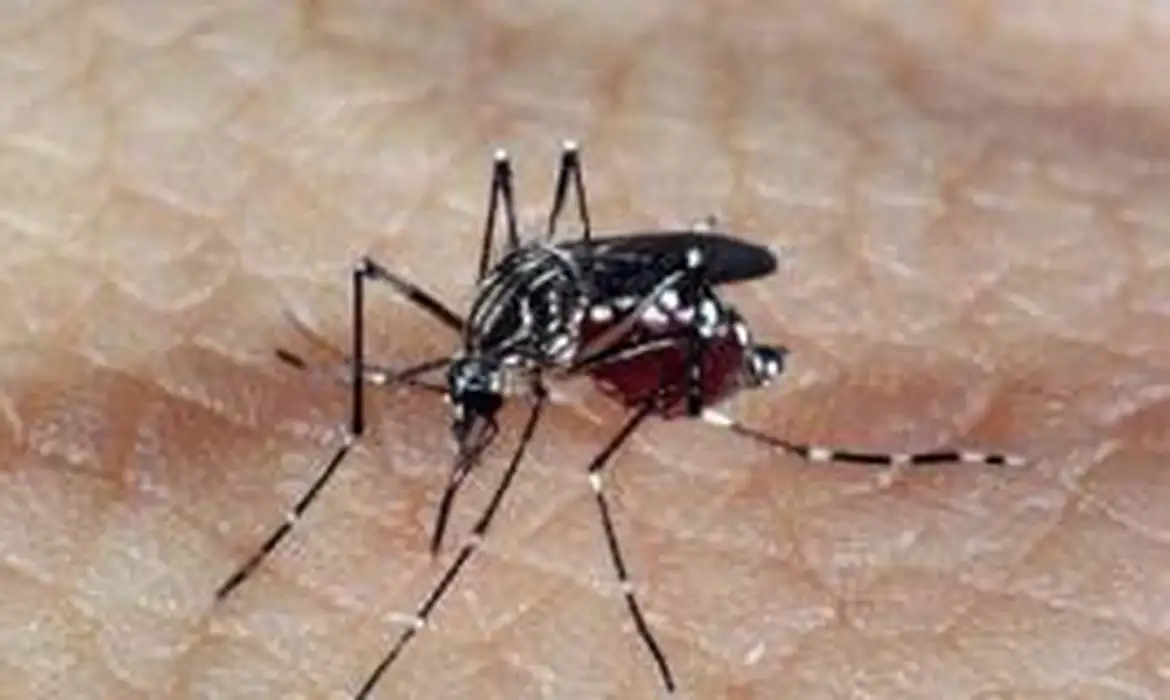 Estado de São Paulo confirma mais duas mortes por dengue