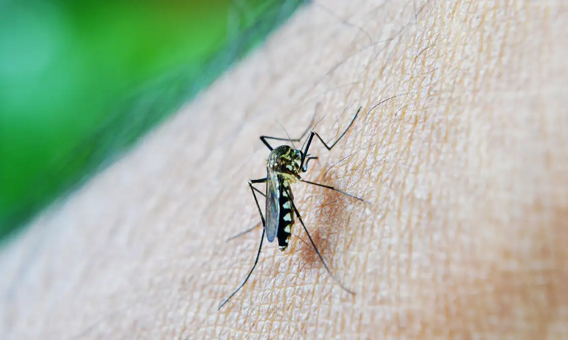 Brasil já registrou mais de 2,3 milhões de casos prováveis de dengue em 2024, diz Saúde